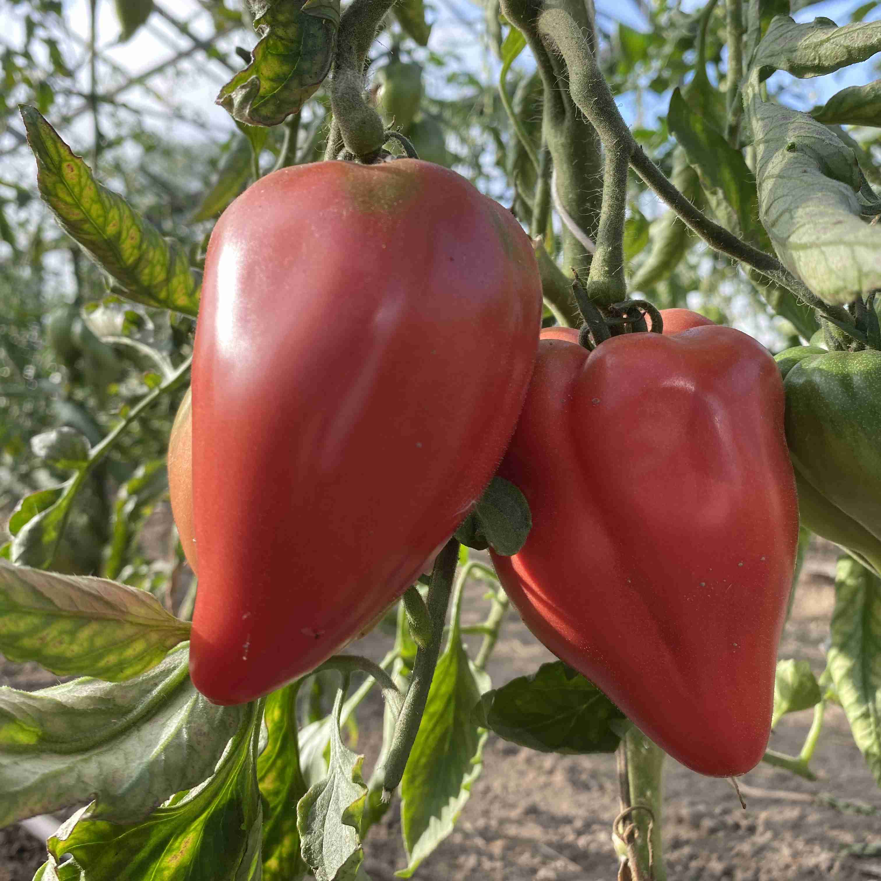 Tomatensaatgut Cœur de Bœuf Akers