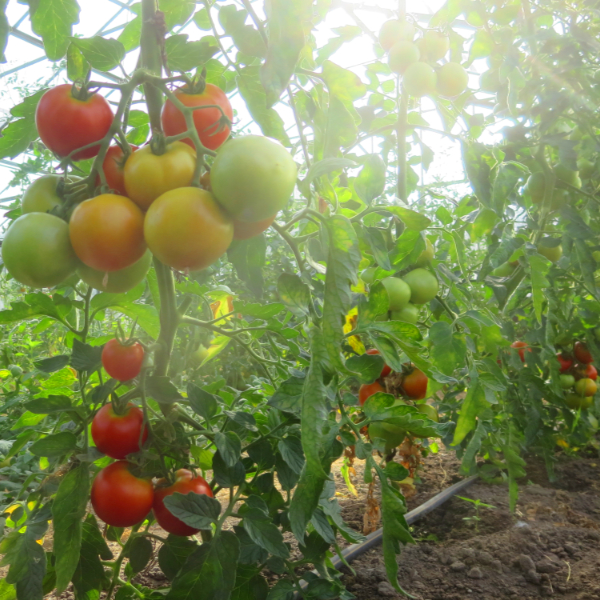 Rote Tomatenvielfalt mit Geschmack 