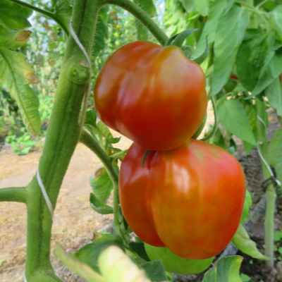 Rote Tomatenvielfalt