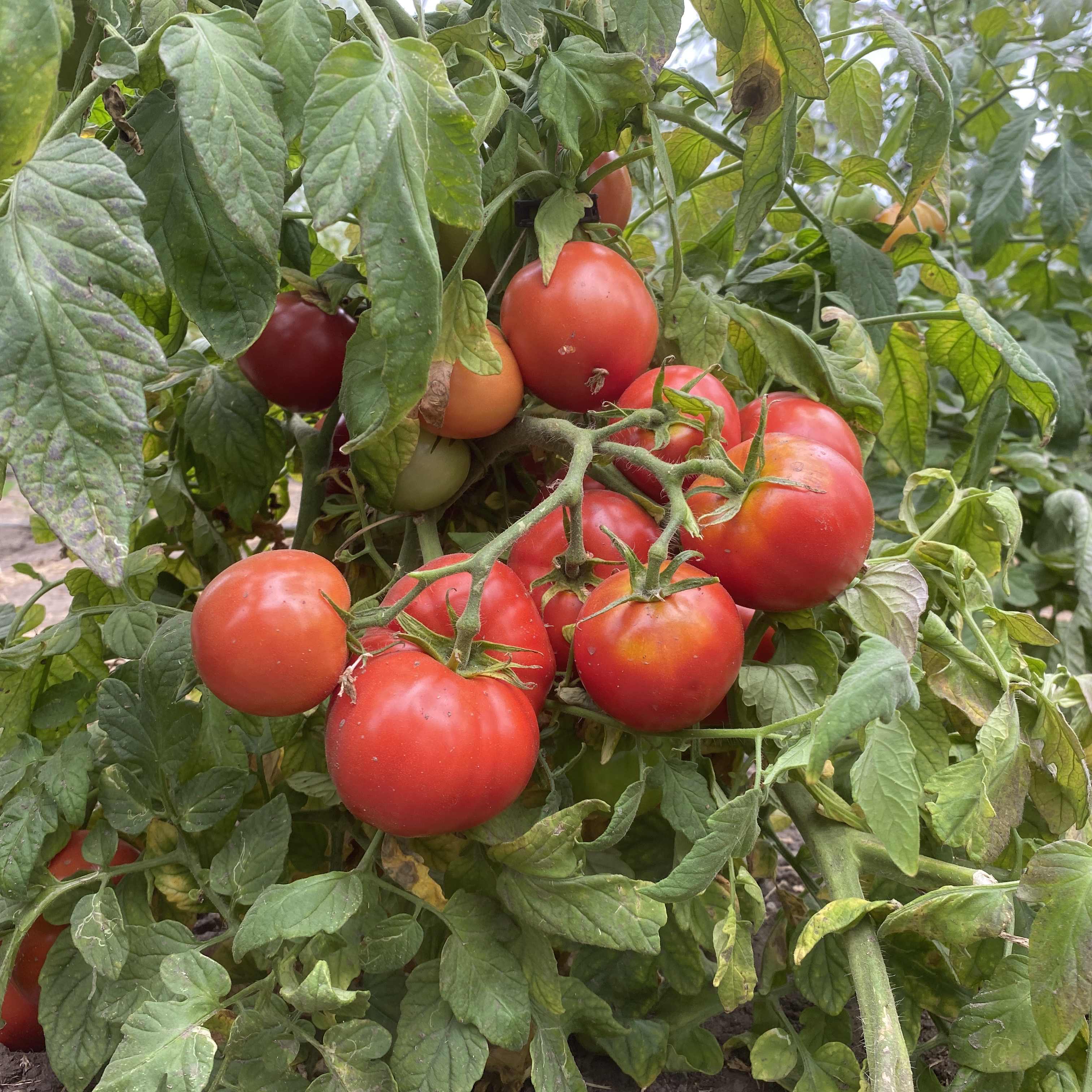 Tomatensaatgut Sub Arctic Plenty