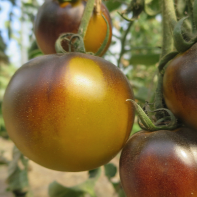 Braun und Gelbe Tomatensorte mit Geschmack