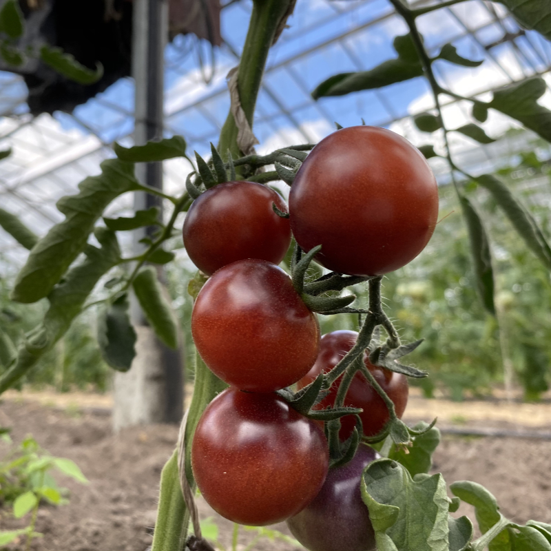 glänzende violette tomate
