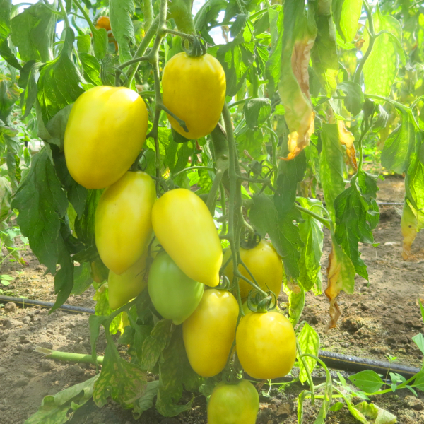 Grün/Gelber Tomatenstrauch