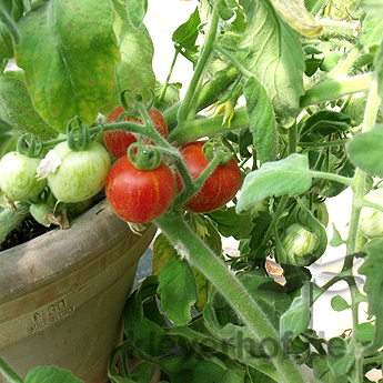 Rote Tomatensorte mit feinen Härchen und Orangen Streifen