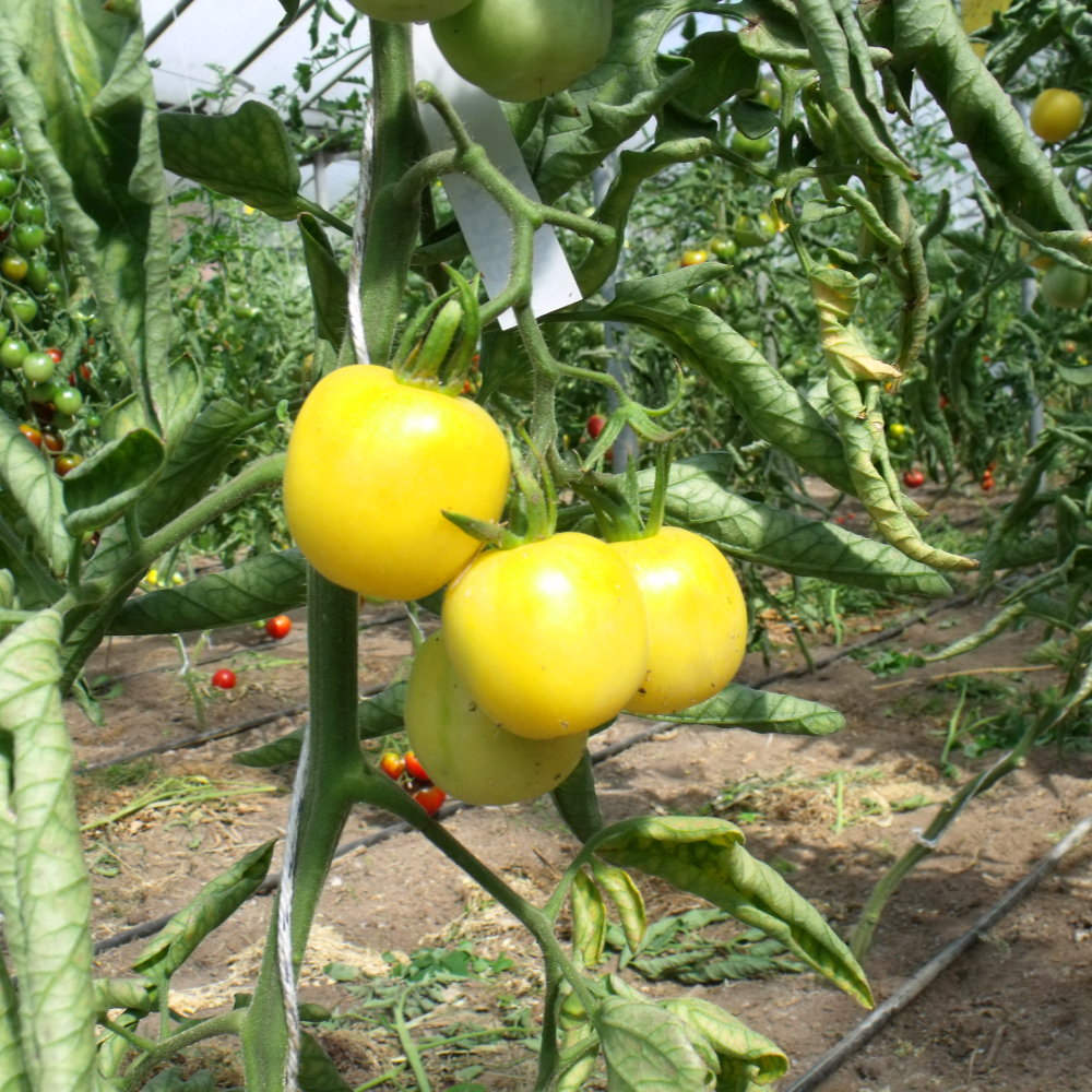 Drei gelbe Tomaten
