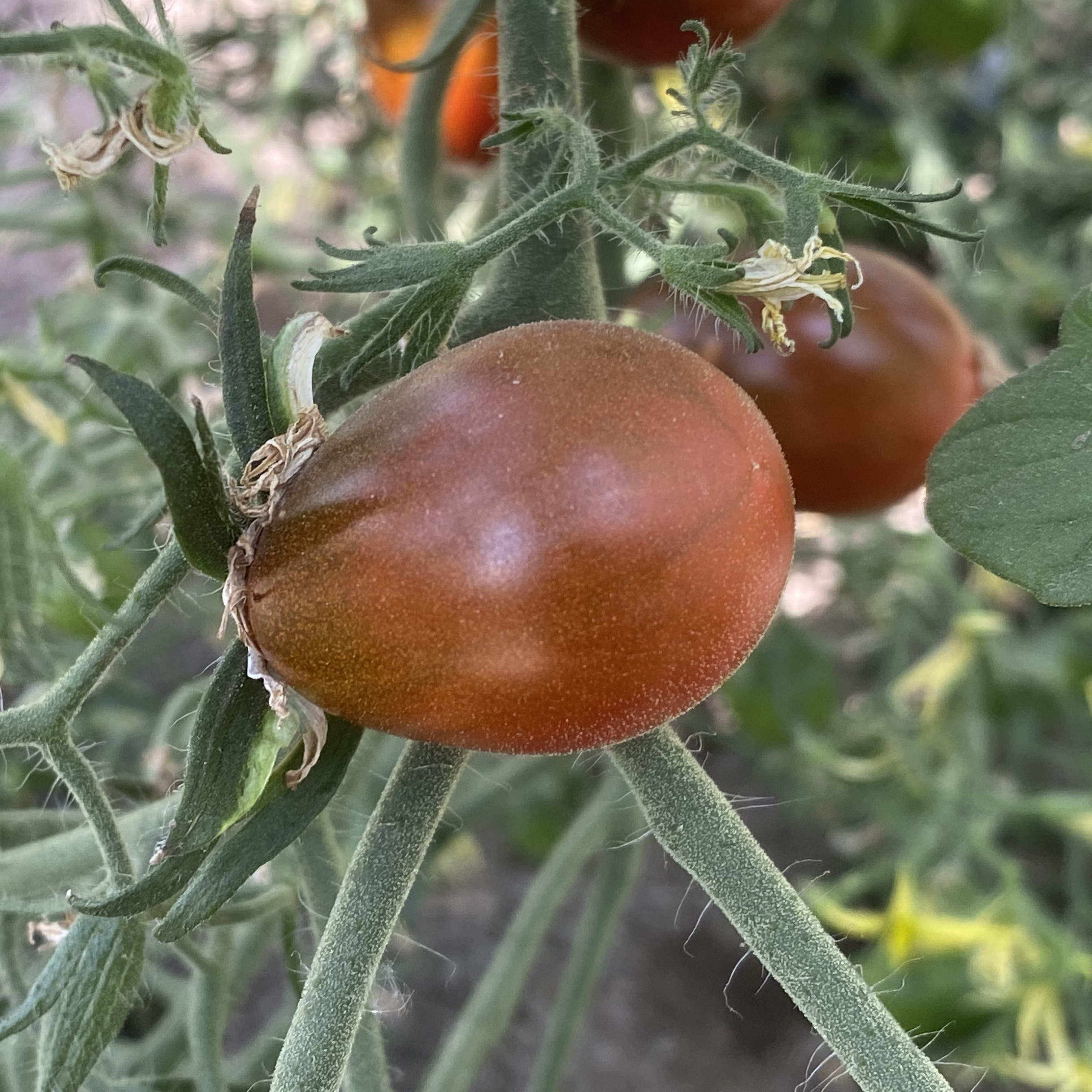 Tomatensaatgut Märchengranat