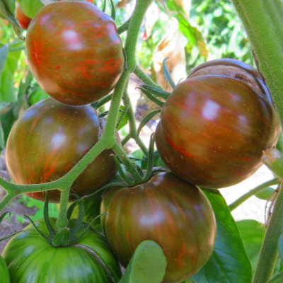 Braun gestreifte leckere Tomatensorte