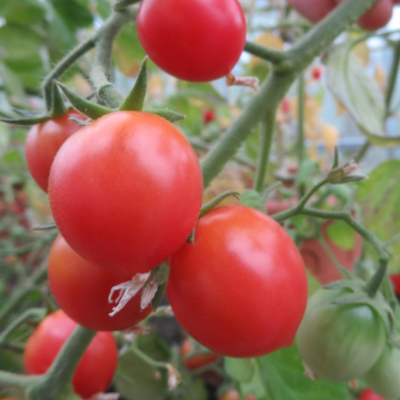 Prall rote Bio Tomatenvielfalt