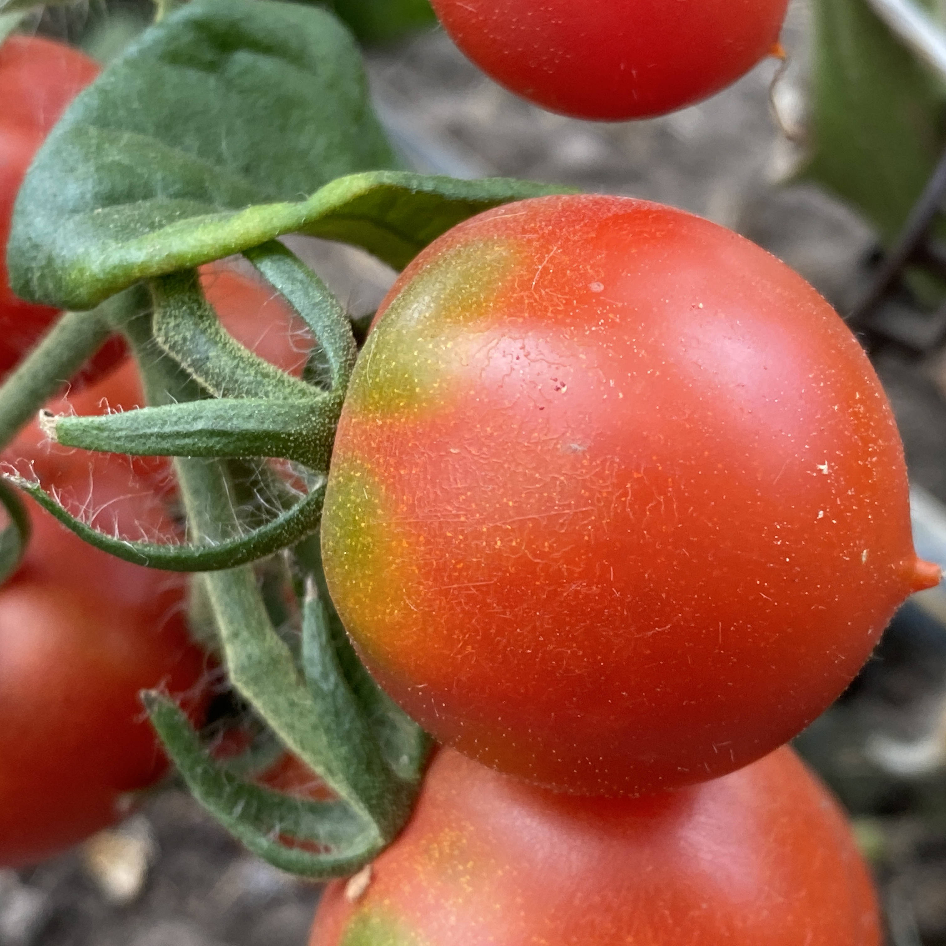 Tomatensaatgut Rancho Solito
