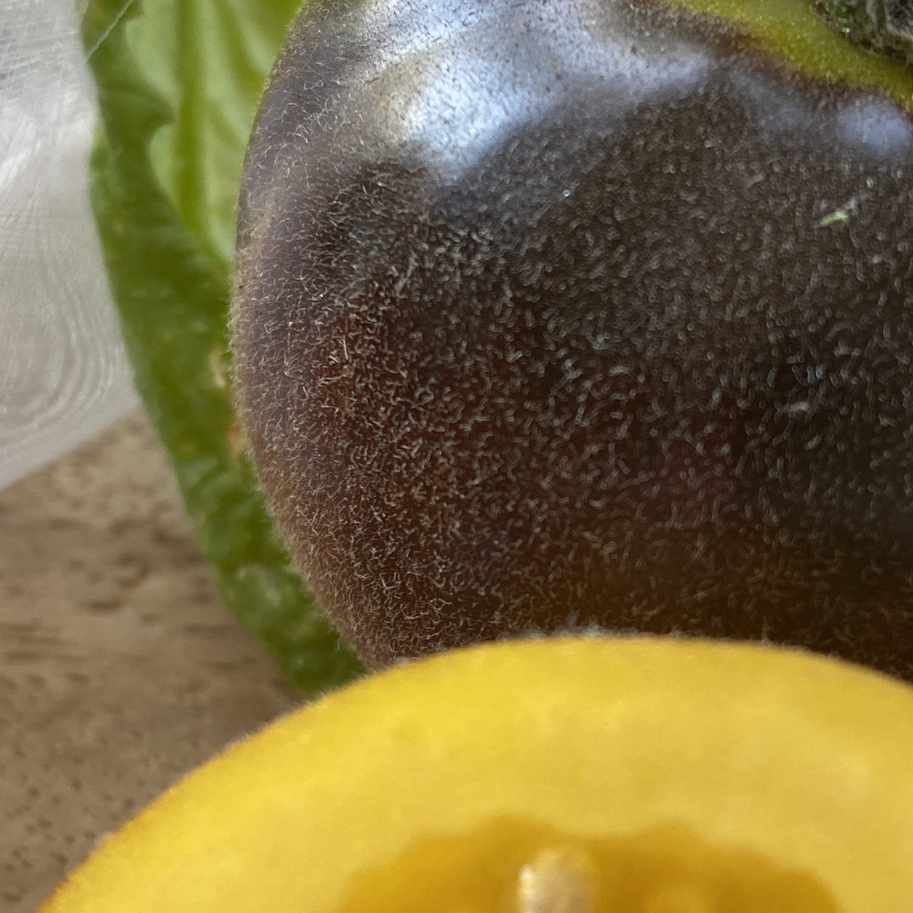 Tomatensaatgut Woolly Kate Yellow