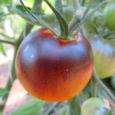 Rot/Orange/Blaue Tomatenfrucht mit wunderschönem Geschmack