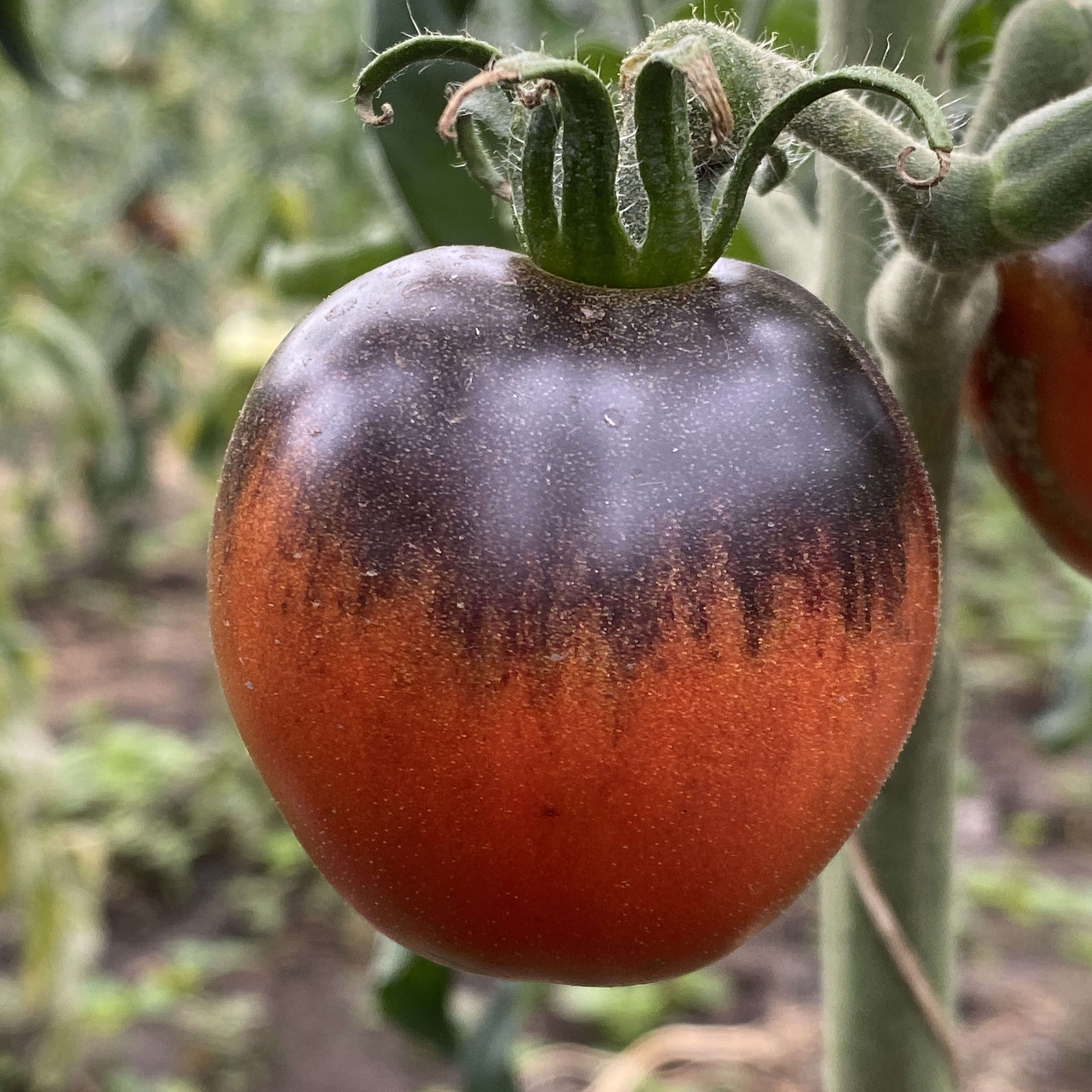 Tomatensaatgut Blue Chocolate