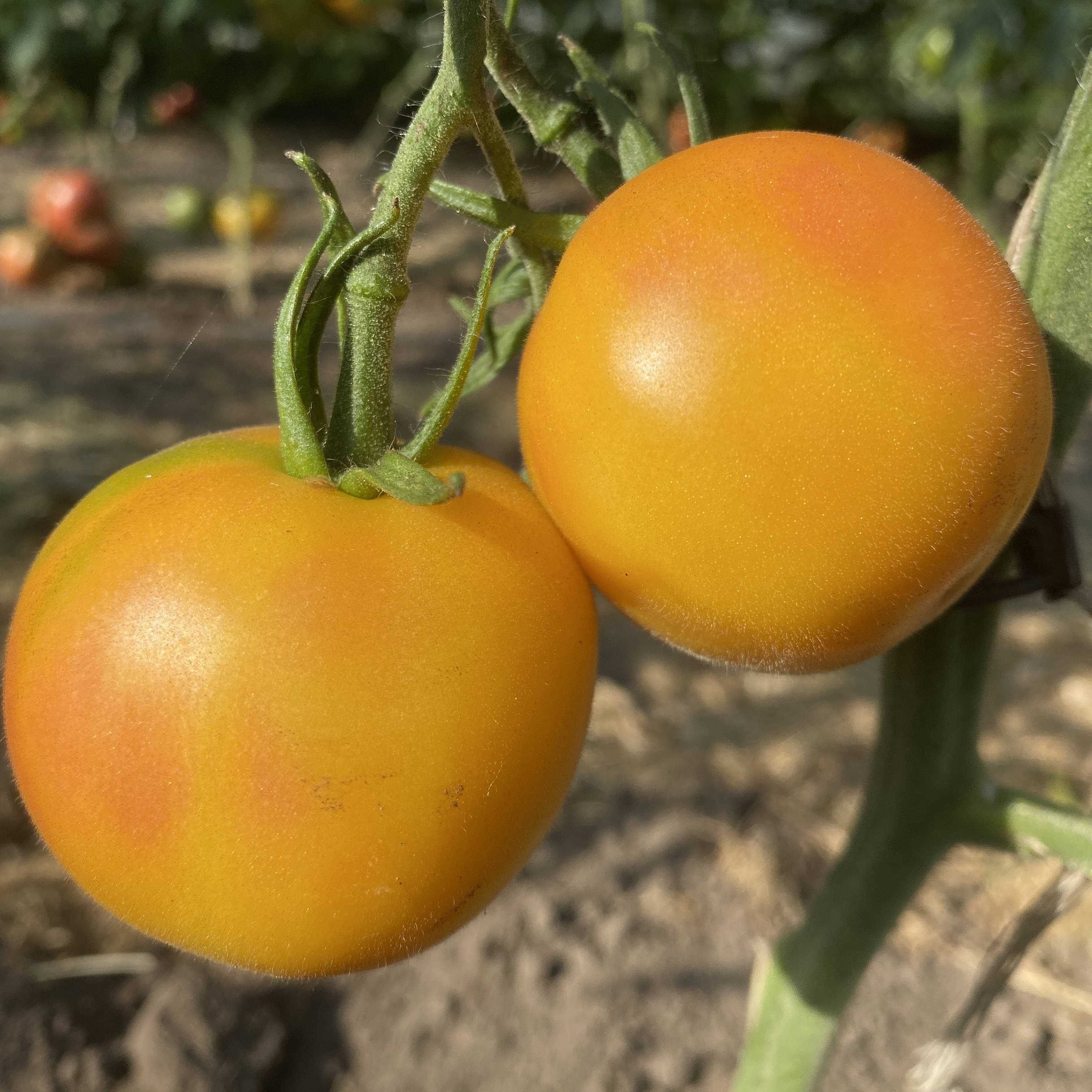 Tomatensaatgut E-Beach