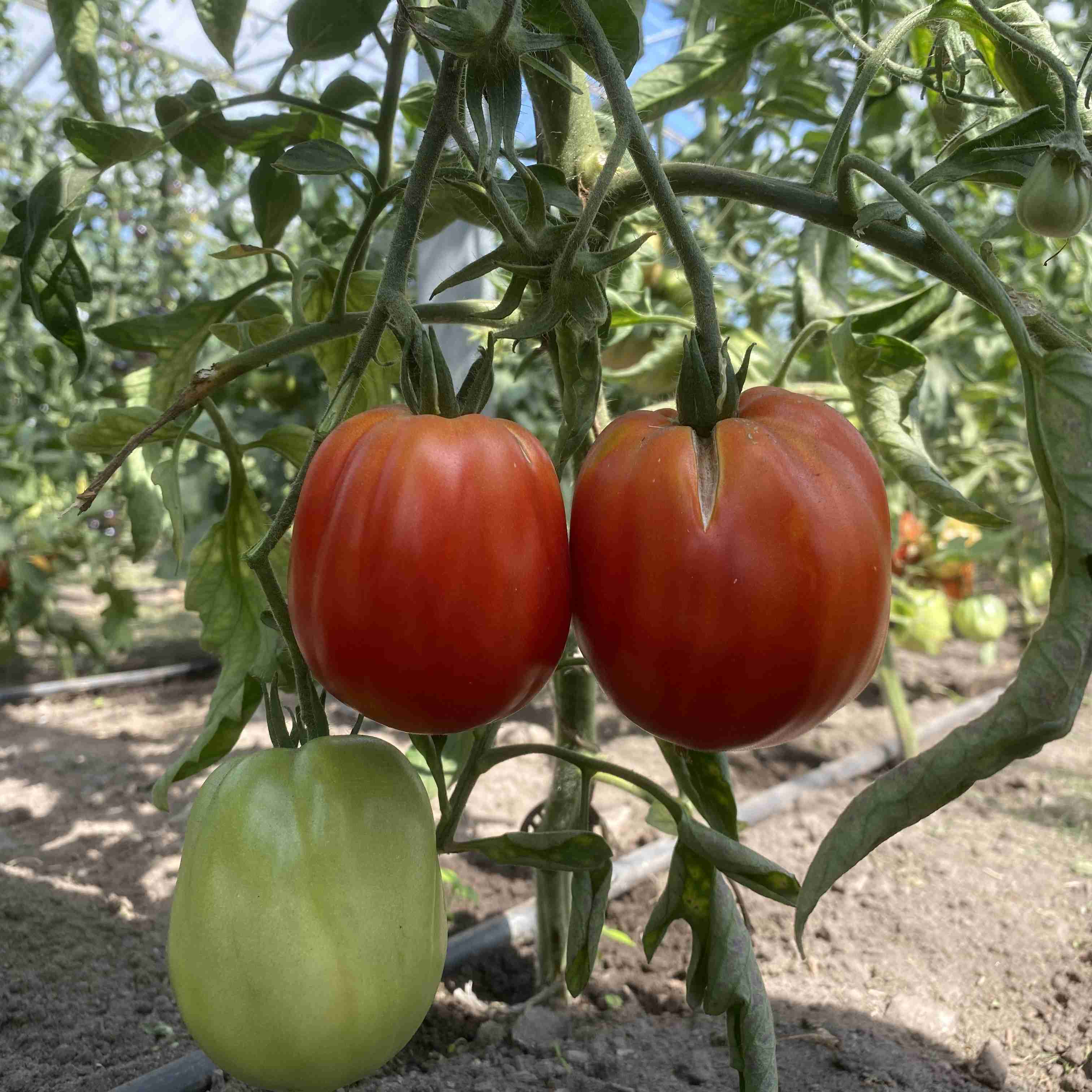 Tomatensaatgut Cœur de Bœuf de Nice