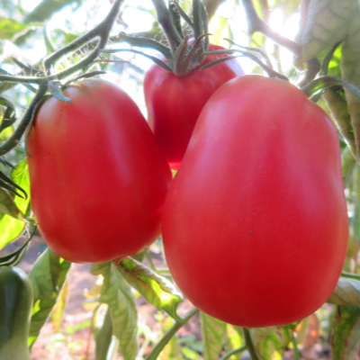 Rot und Pinke  Tomatenfrucht