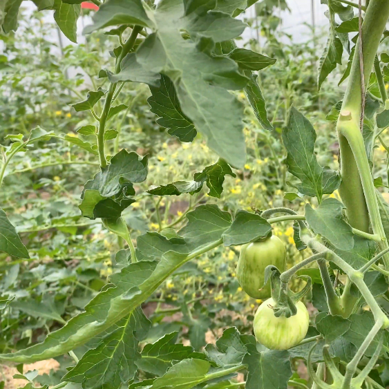 Grüne cherry Tomatenfrucht