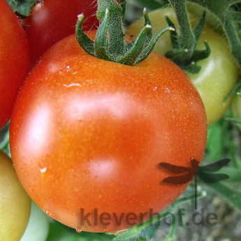 Rot/Orange Tomatenvielfalt