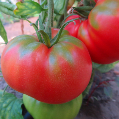 Rot und Pinker Liebesapfel