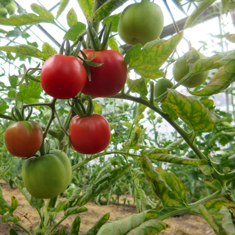 Rote prachtvolle Tomatenvielfalt