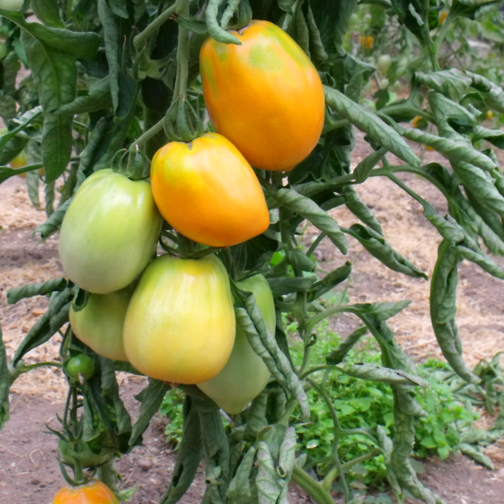 Herzförmige Tomatenfrucht