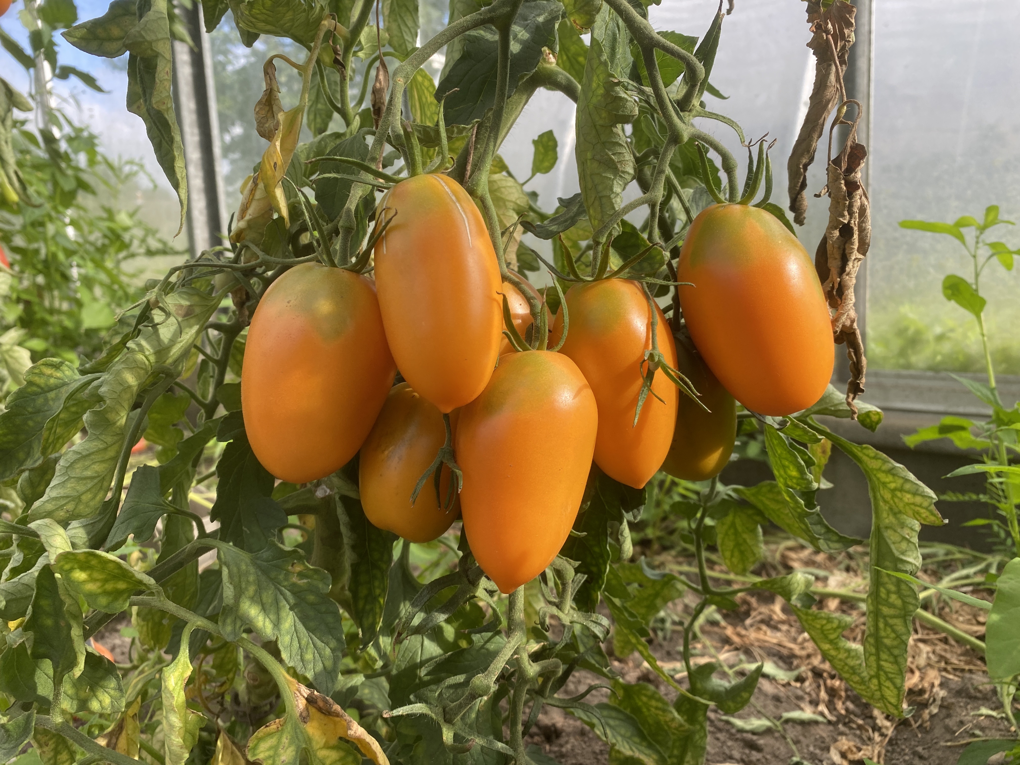 Tomatensaatgut Orange Banana