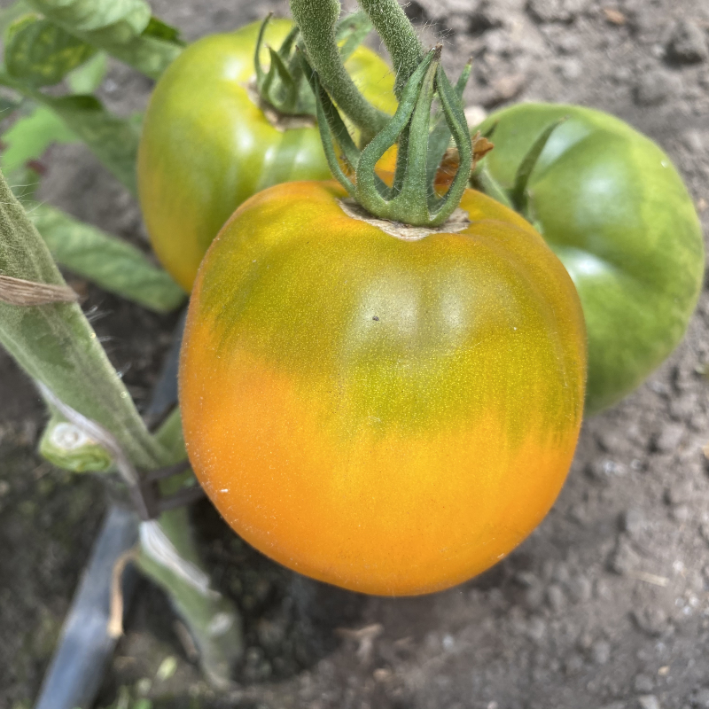 Gelbe Tomatenpflanze mit Günem Kopf