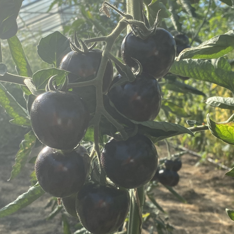 Rot und Blaue Tomatenfrüchte mit Geschmack