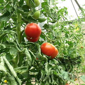Rote Tomatensorte