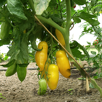 Gelbe längliche Demeter Tomate