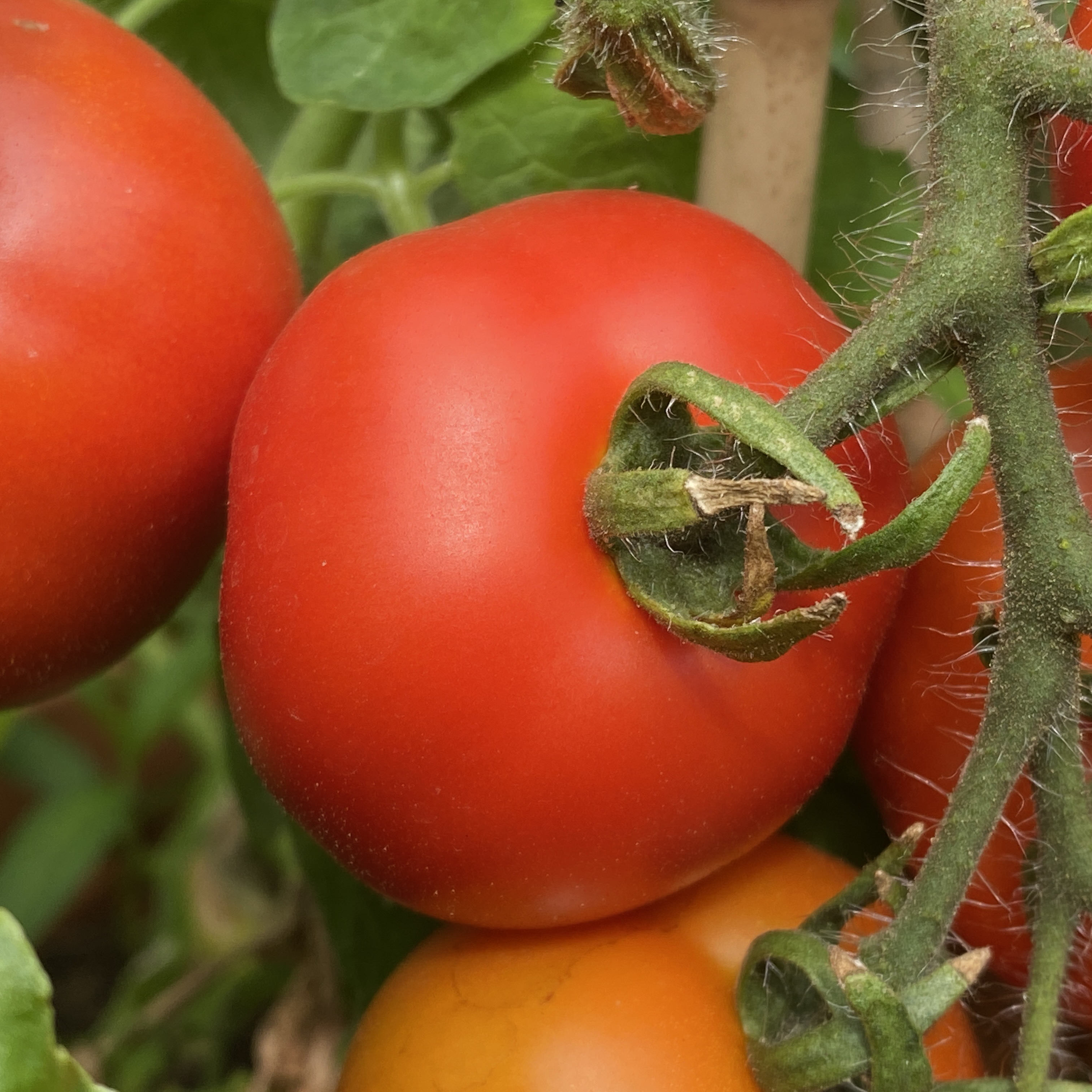 Tomatensaatgut Budaï Torpe