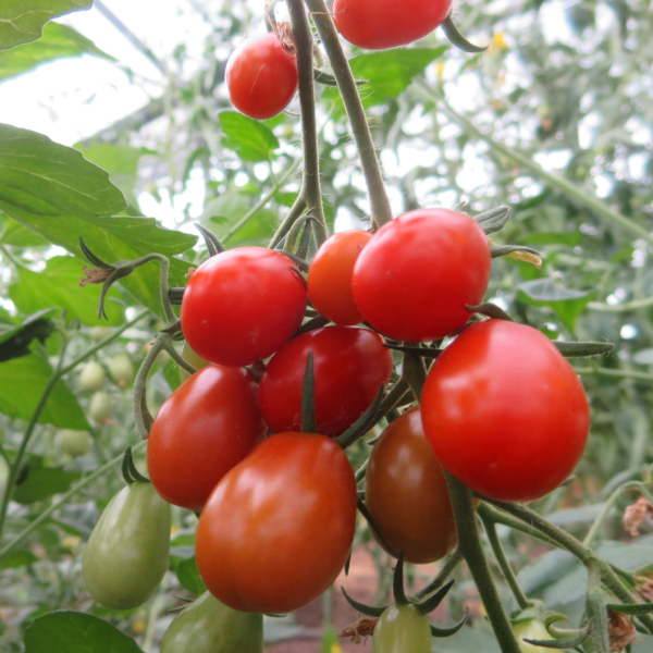 Rote Cherry Tomatenpflanzen
