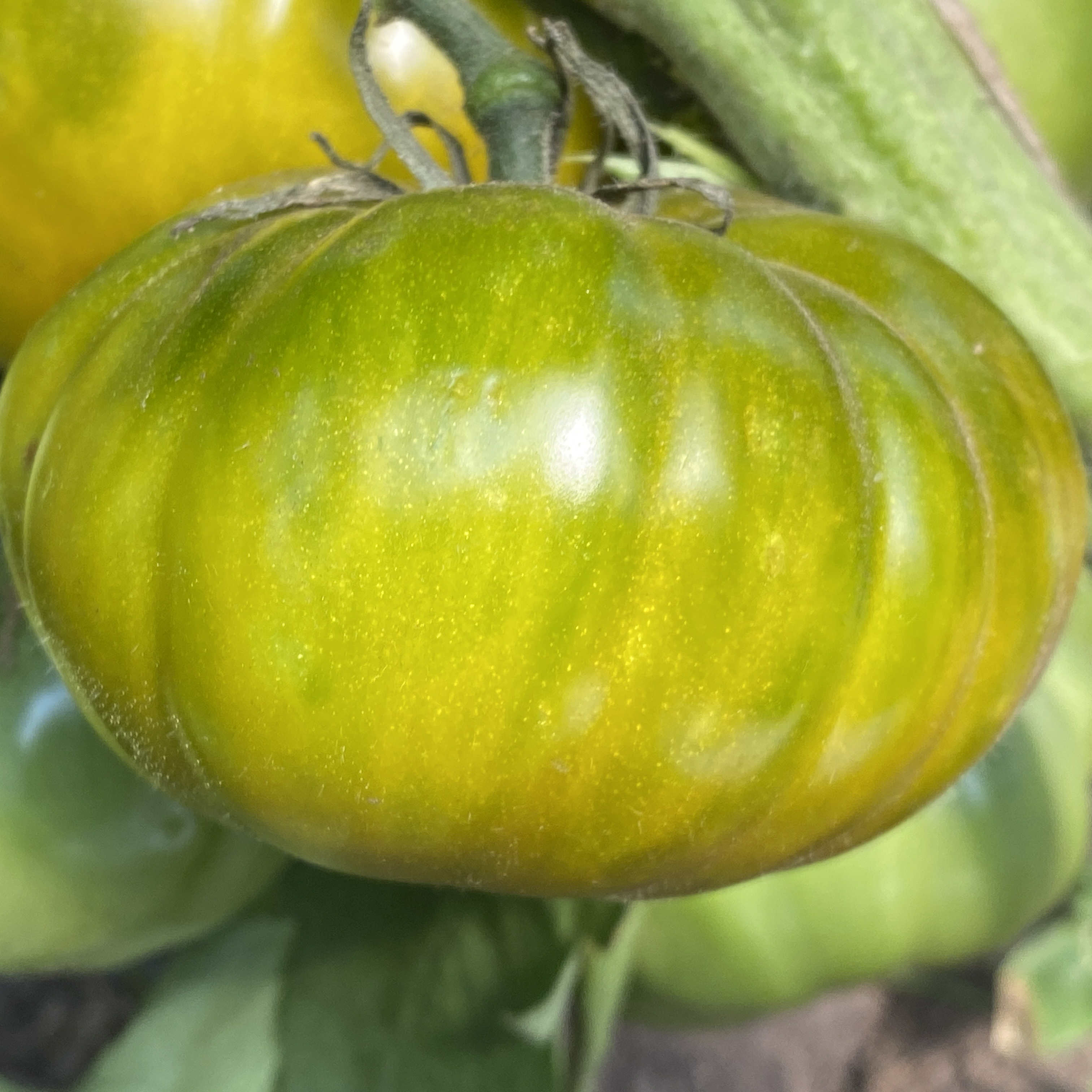 Tomatensaatgut Grüne Helarios