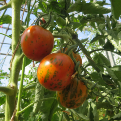 Orange Tomatensorte mit grünen  Streifen