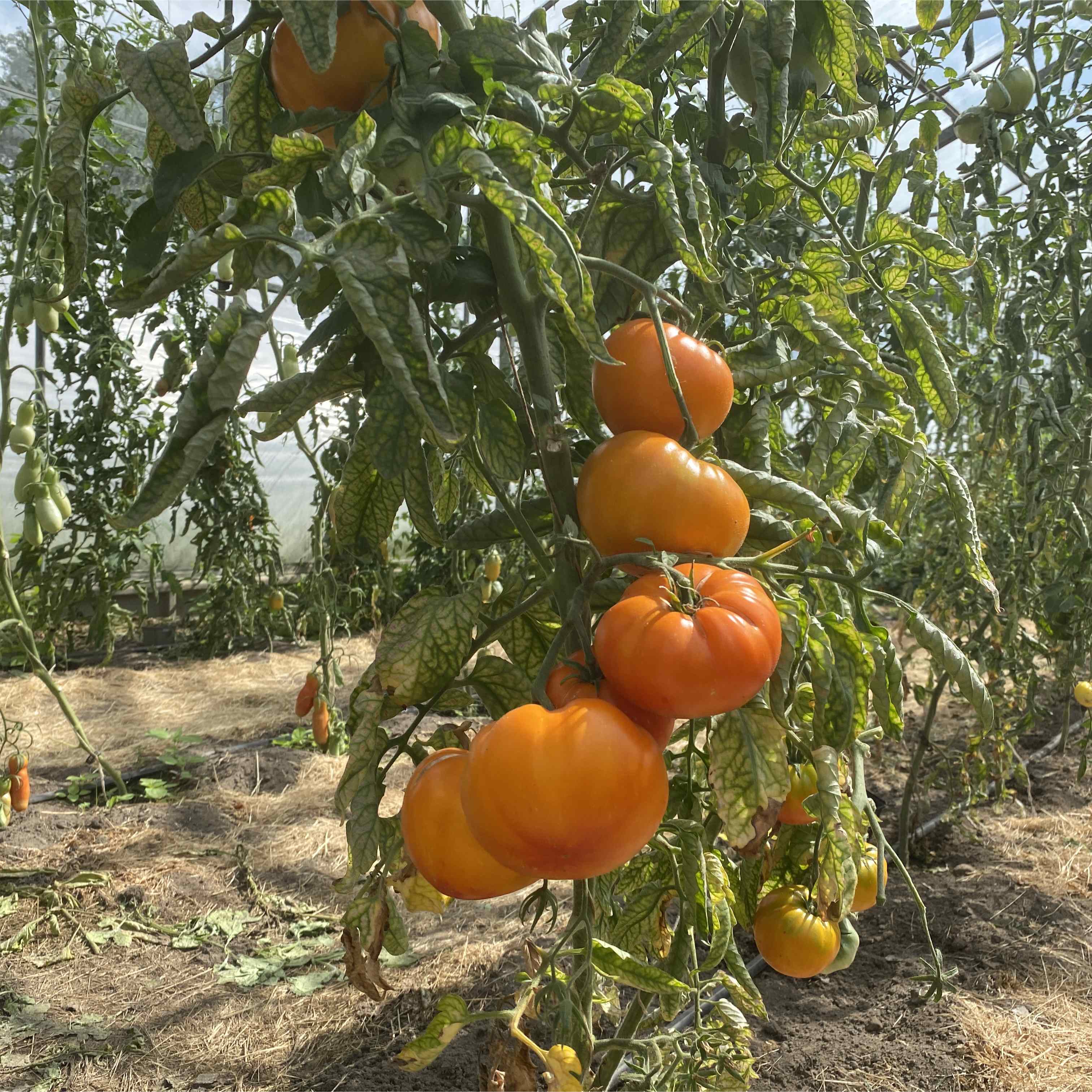 Tomatensaatgut Big Rainbow