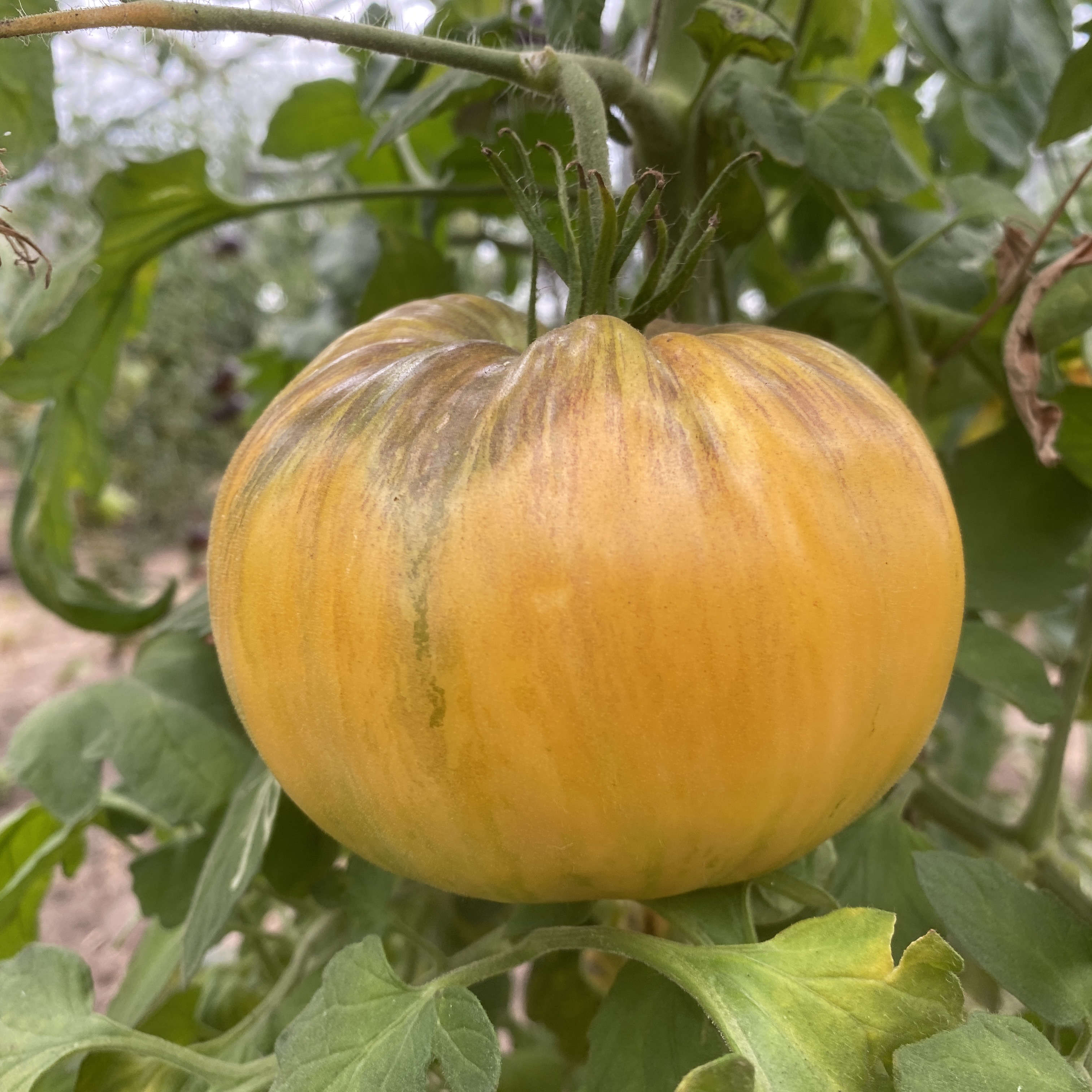 Tomatensaatgut Orange Jazz