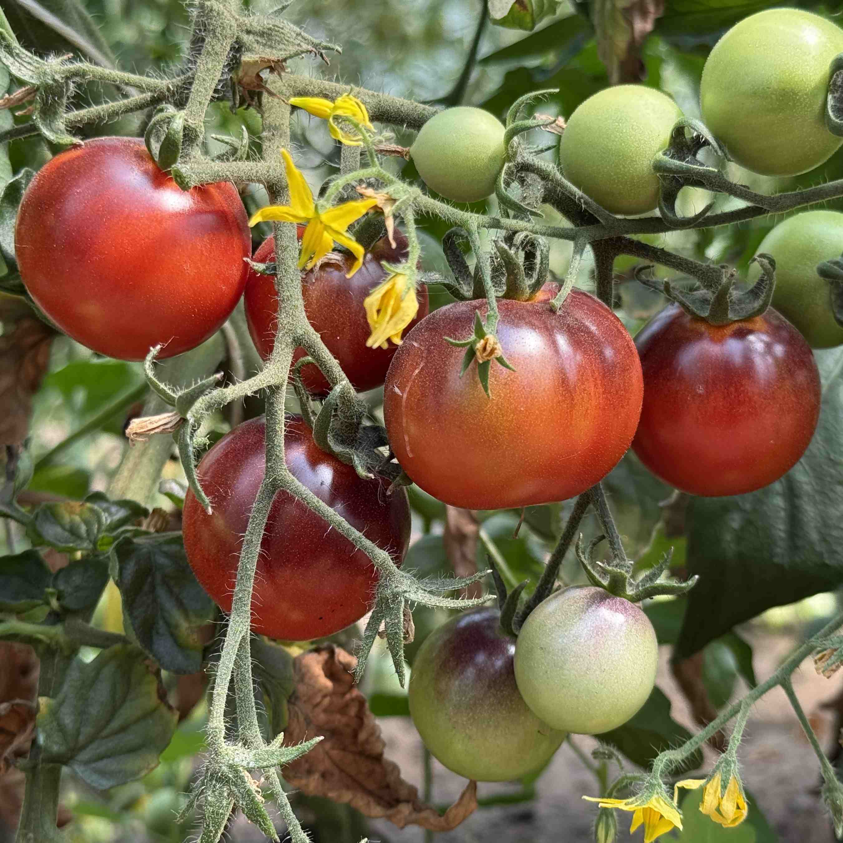 Tomatensaatgut Helsing Junction Blues