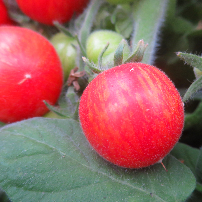 Rot gestreifte Bio Tomate