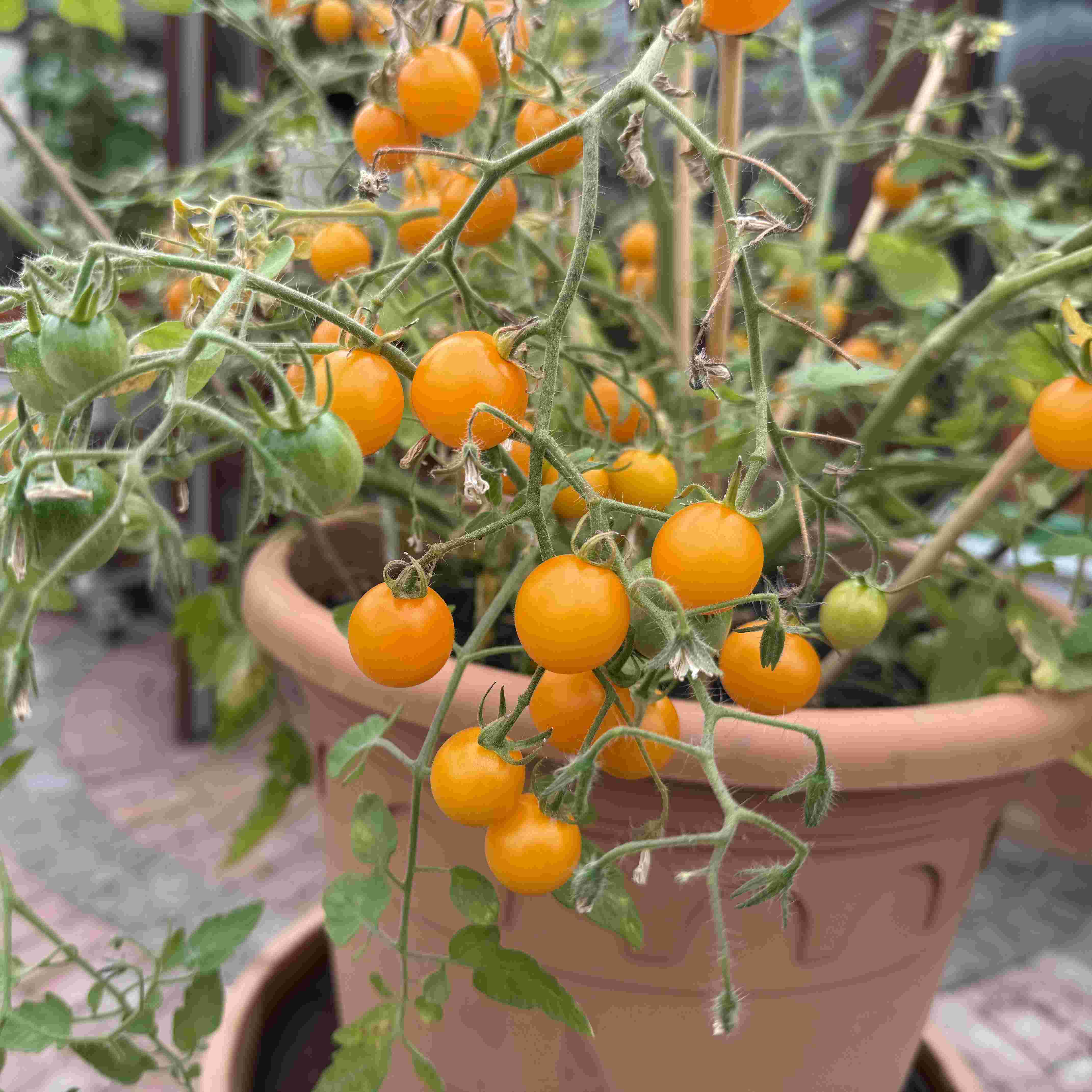 Tomatensaatgut Tumbling Junior Yellow