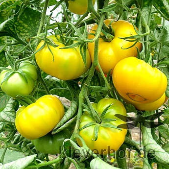Gelbe Tomatensorte 