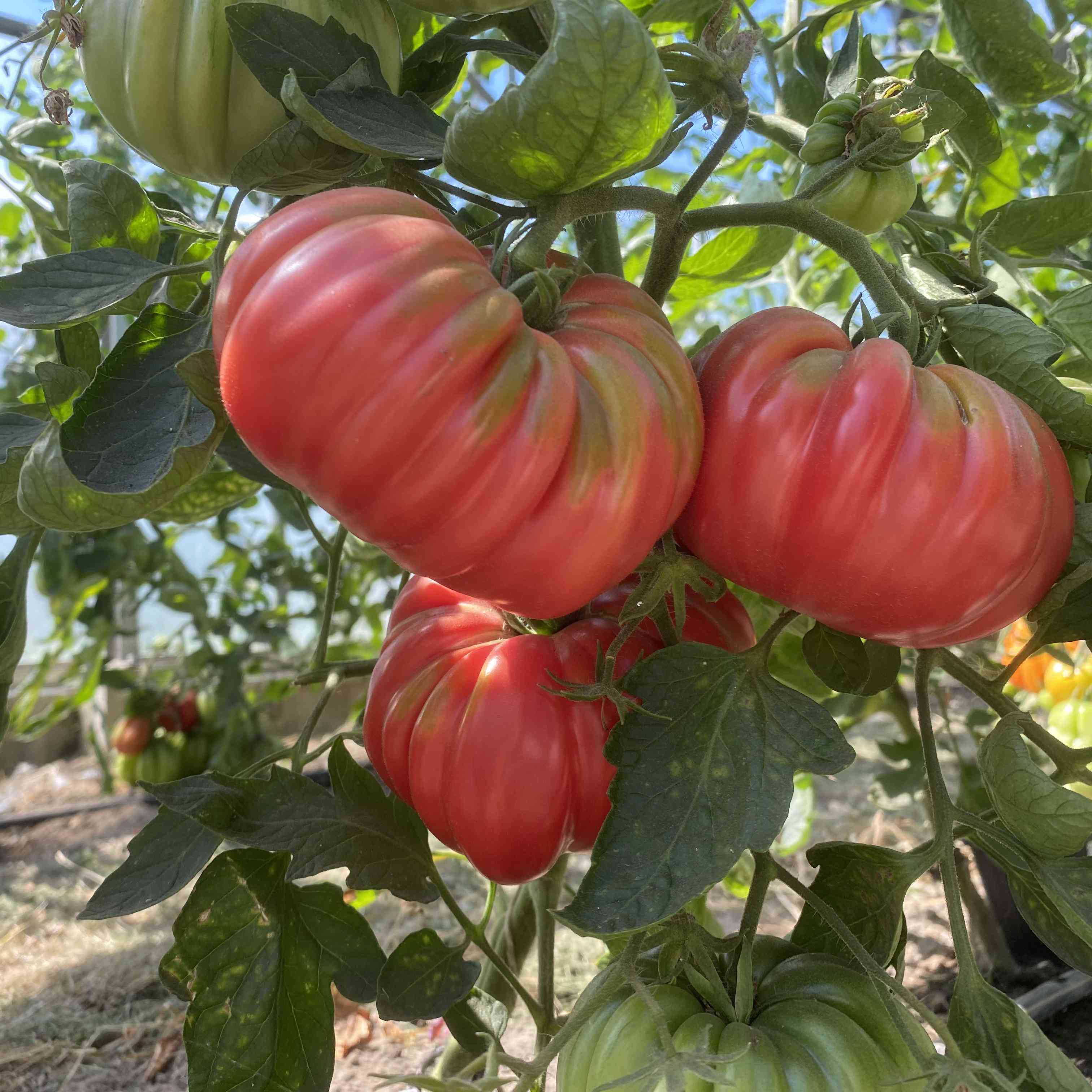 Tomatensaatgut Gribnoy Lukoshko