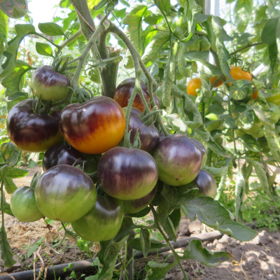 Orange/Blaue Geschmackvolle Bio Tomate