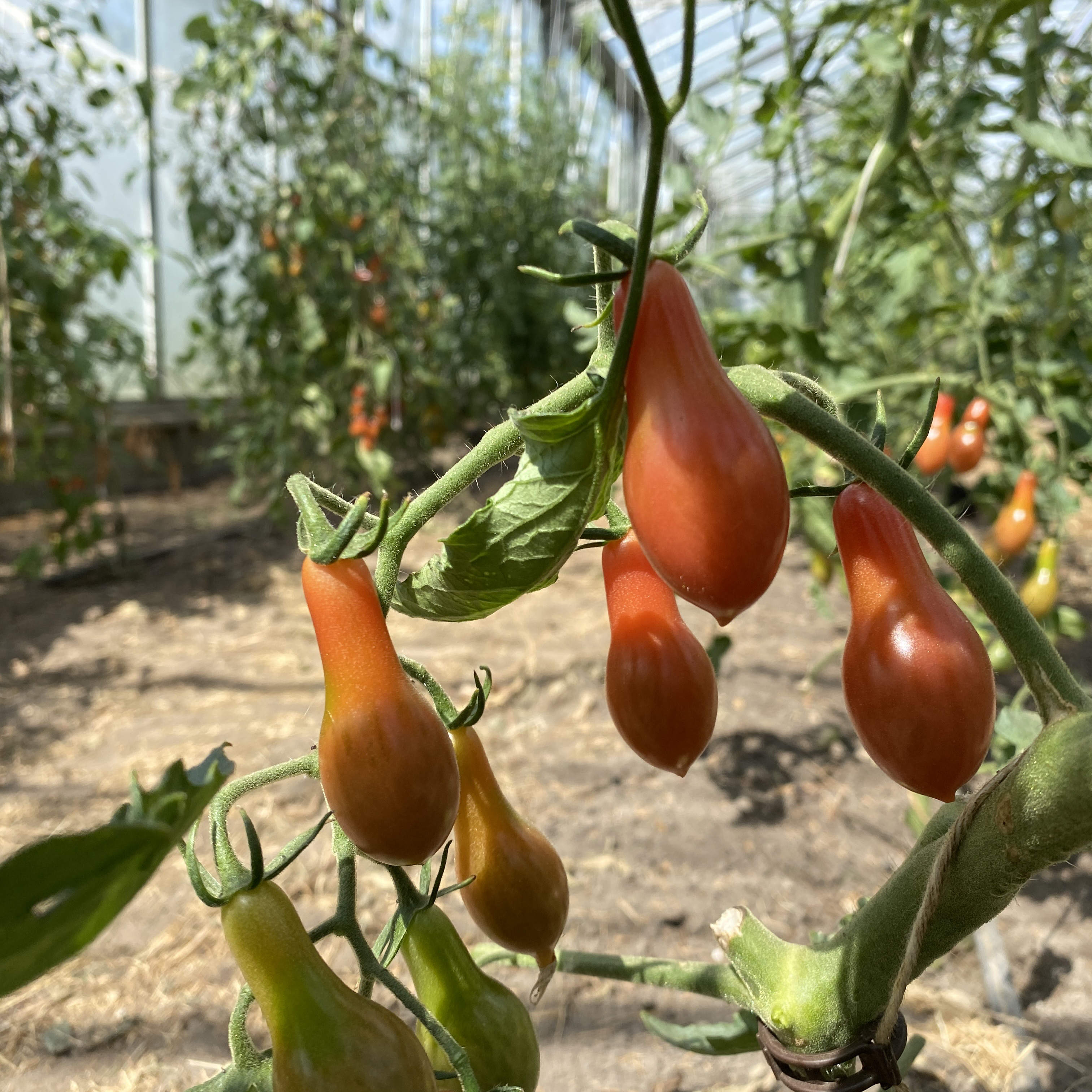 Tomatensaatgut Elf Tears