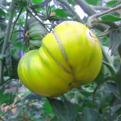 Grün gestreifte Demeter Tomatenfrucht