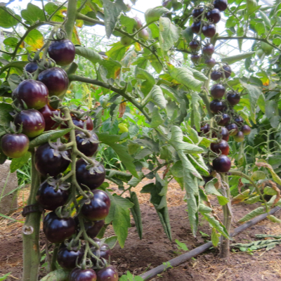 Blau/Gelbe Tomatenrarität mit außergewöhlichem GEschmack