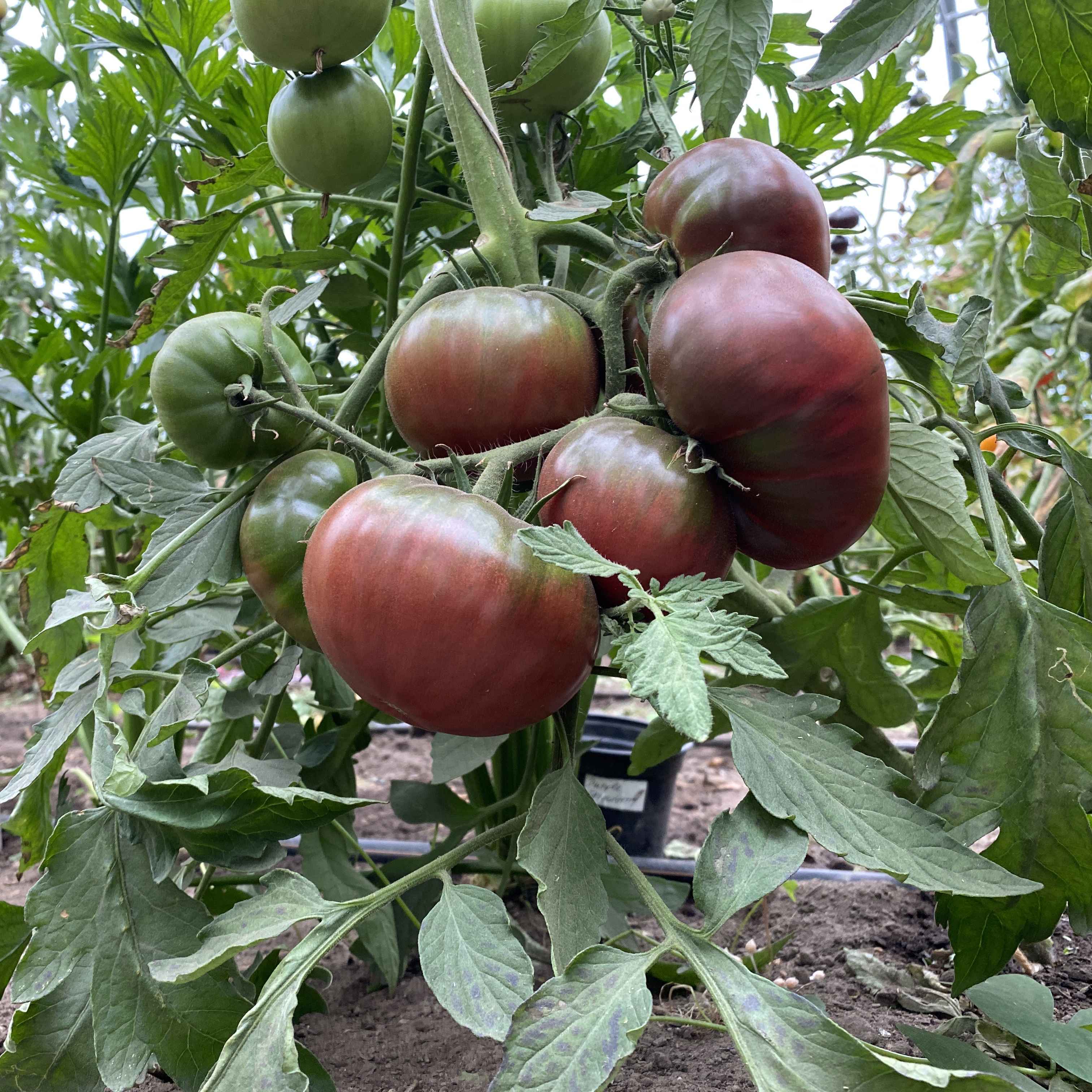 Tomatensaatgut Purple Strawberry