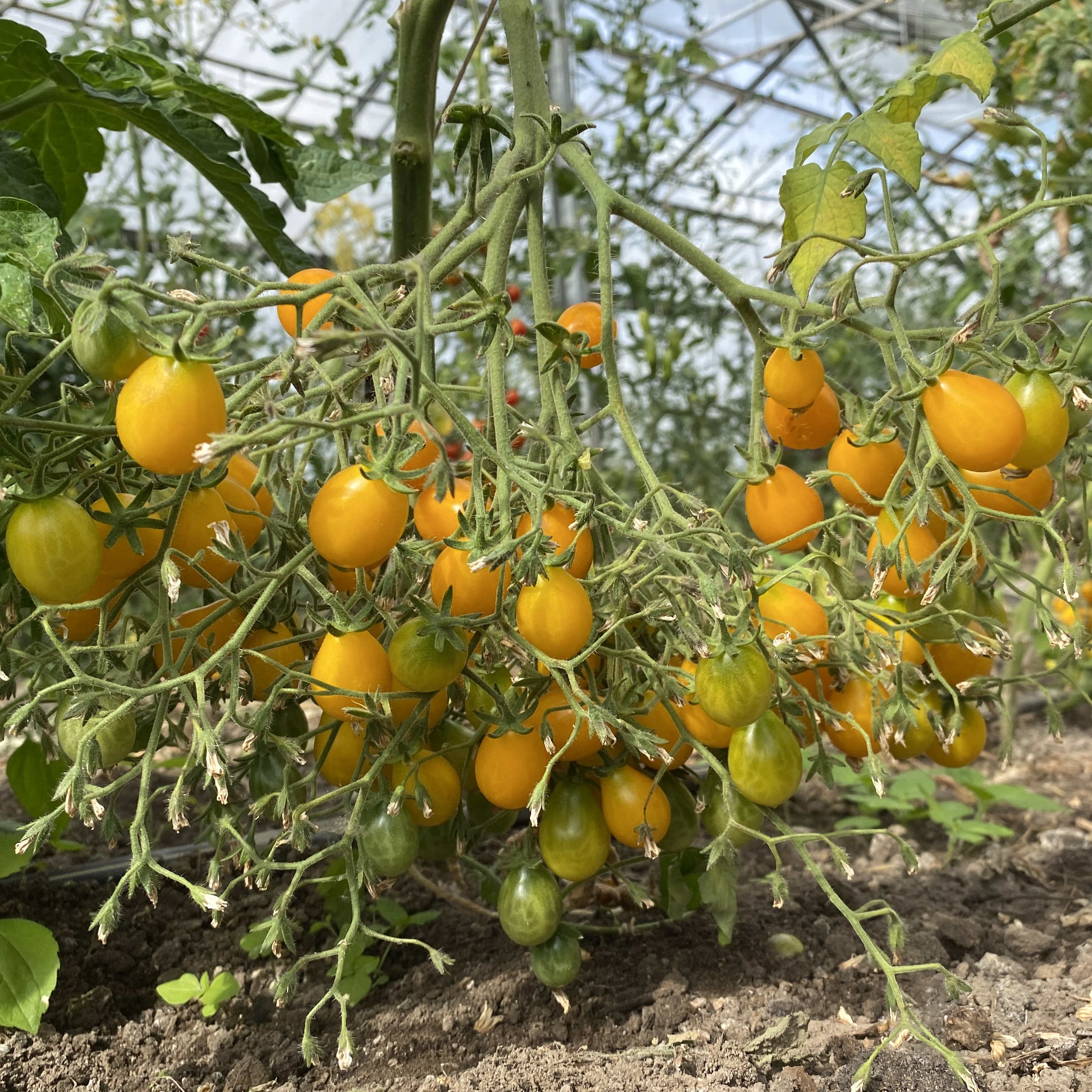 Tomatensaatgut Kleine Estländische Gelbe