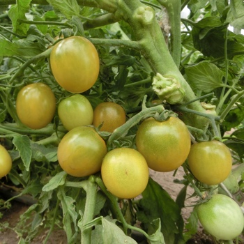 Grün/Gelbe Tomatensorte mit schönem Geschmack