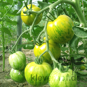 Grün gestreifte bio Tomatenfrucht mit Geschmack