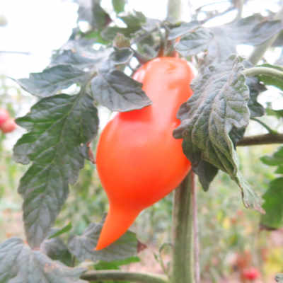 Tomate mit leuchtend gelborange Farbe