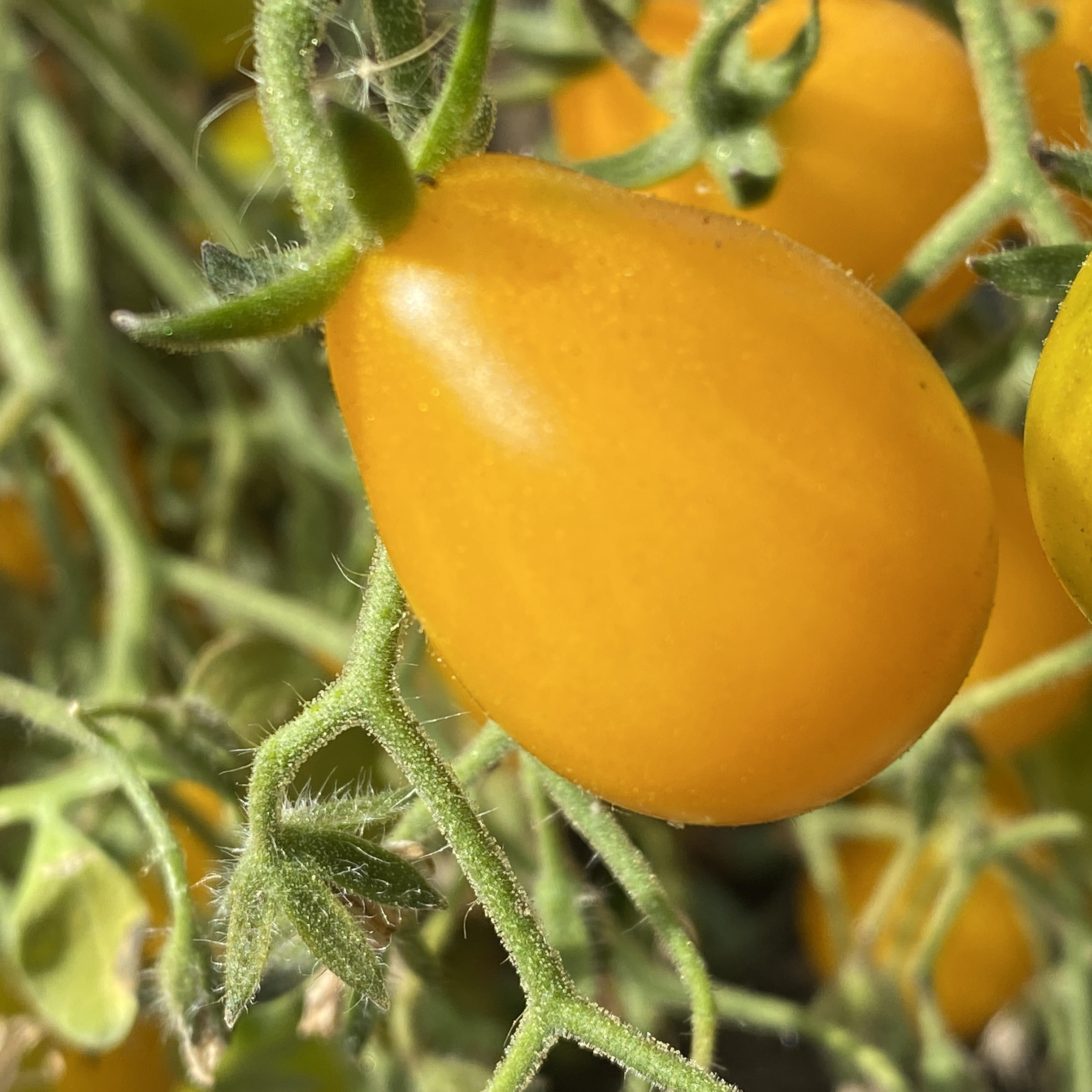 Tomatensaatgut Kleine Estländische Gelbe